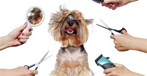 The Best Dog Grooming Tools And How To Use Them The Dogington Post