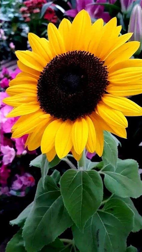 Pin De Peachy♡ Em Sunflower~ Em 2020 Campos De Girassol Flor