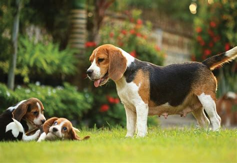 The 5 Best Dog Breeds For Families Dogexpress