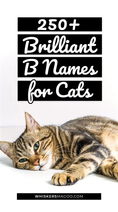250 Brilliant B Names For Cats Whiskers Magoo Cat Whiskers Cats