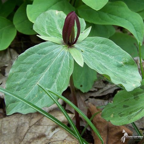 Trillium Sessile 3qt Toadshade Trillium Scioto Gardens Nursery