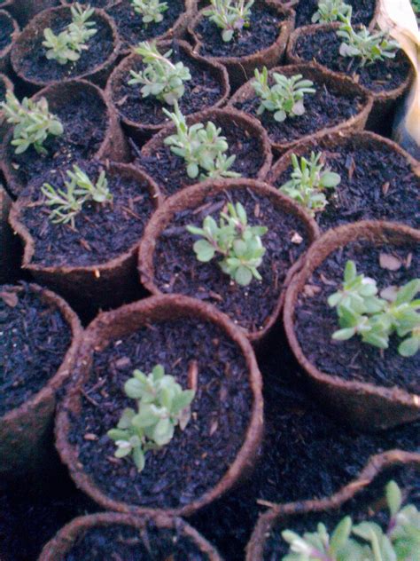 Communigrow Lavender Plants For Sale Well Rooted Will Grow To 18