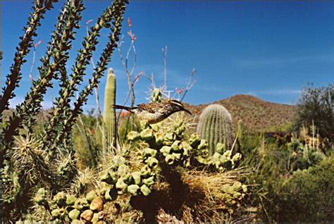 The agents shall have received a certified copy of the fully executed asset purchase agreement, dated november 18, 2004 (the asset purchase agreement), among dfa. Cactus Wren