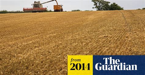 Global Warming Will Cut Wheat Yields Research Shows Climate Crisis