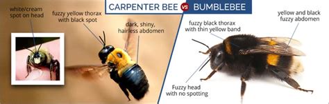 What Do Carpenter Bees Look Like Carpenter Bee Identification Guide