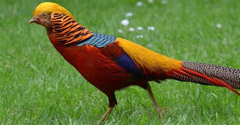 Golden Pheasant Bird Facts Chrysolophus Pictus Bird Fact