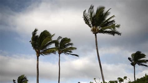 Palm Trees Blowing In The Wind Before A Tropical Storm Or Hurricane