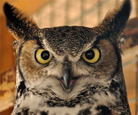 Why Do Owls Hoot Here Are 5 Reasons Wildlife Informer