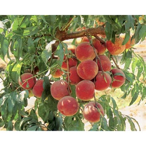 Autumn Flame Peach Tree Shipped In Soil By Burchell Nursery Store