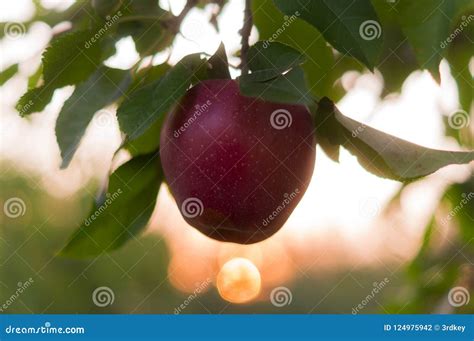 Apple On Trees In Fruit Garden On Sunset Stock Photo Image Of