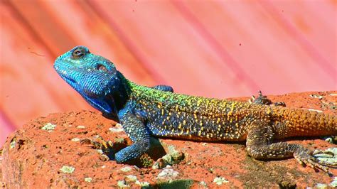 South African Agama Atra Blue Head Lizard Youtube