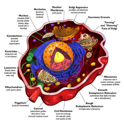 Body Systems Approach To Naturally Better Health