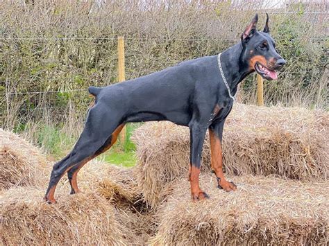 Doberman Price How Much Does A Doberman Puppy Cost K9 Web