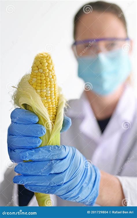 Scientist Holding A Genetically Modified Corn In A Laboratory Stock