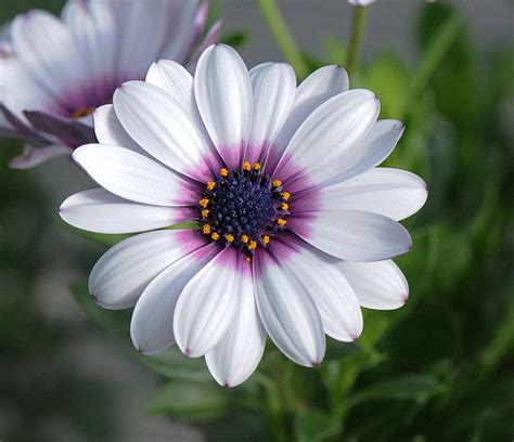 White Cape Daisy With Purple Center Seeds Unique By Cheapseeds Flower