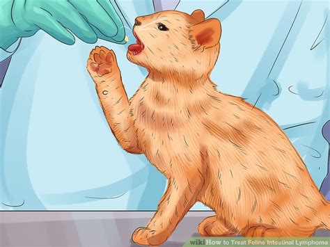 Lymphoma is the most commonly diagnosed neoplasm in cats and accounts for approximately 30% of all diagnosed tumors. 3 Ways to Treat Feline Intestinal Lymphoma - wikiHow