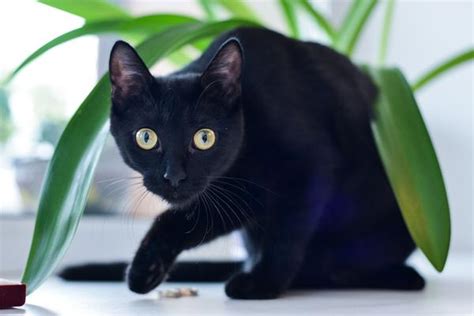 The Bombay Cat Breed History Fun Facts And Myths