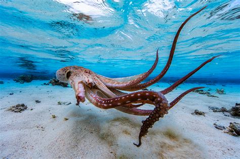 Cephalopod On Behance