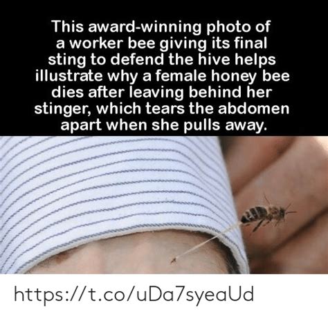 This Award Winning Photo Of A Worker Bee Giving Its Final Sting To