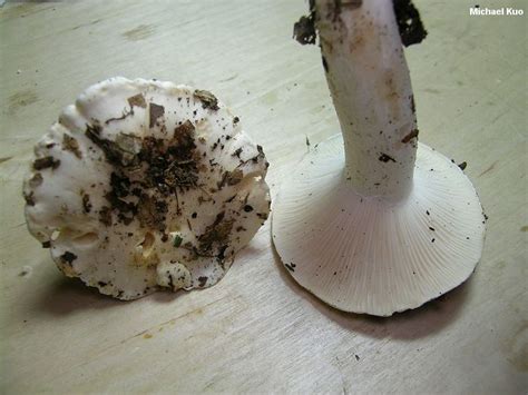 Hygrophorus sordidus (MushroomExpert.Com)