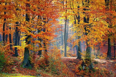 Woods Forest Nature · Free Photo On Pixabay