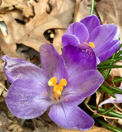 Purple Petaled Flowers · Free Stock Photo
