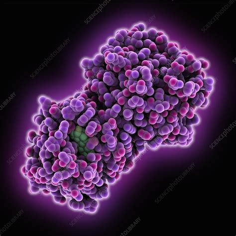 Sex Hormone Binding Globulin Molecule Stock Image C0251543 Science Photo Library