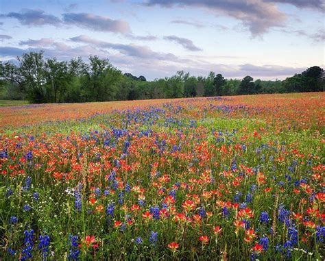 Good Morning East Texas Whos Ready For Wildflower Season Photo