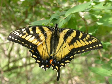 Canadian Tiger Swallowtail —