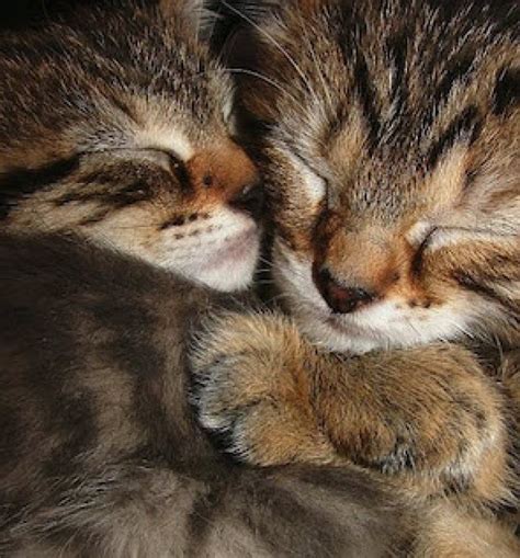 25 Incredibly Cute Pictures Of Cuddling Cats We Love Cats And Kittens