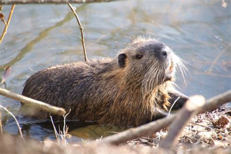 Where Do Beavers Live Birds And Wild