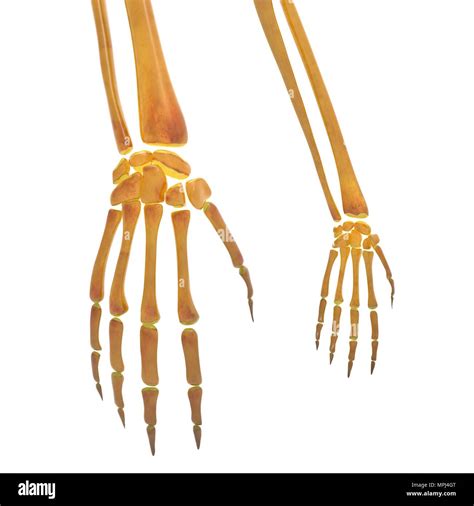 Human Skeleton System Bone Joints Anatomy Stock Photo Alamy