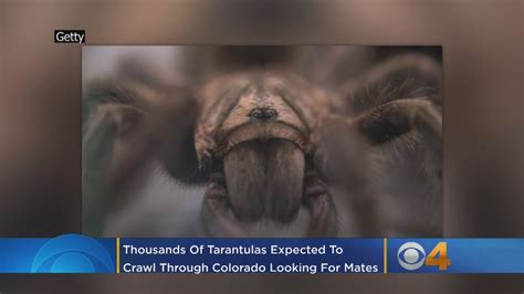 Thousands Of Tarantulas Expected To Crawl Through Colorado Looking For