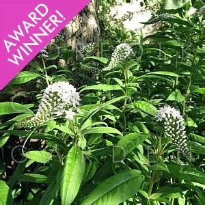 Maybe you would like to learn more about one of these? Lysimachia clethroides AGM - Gooseneck loosestrife ...