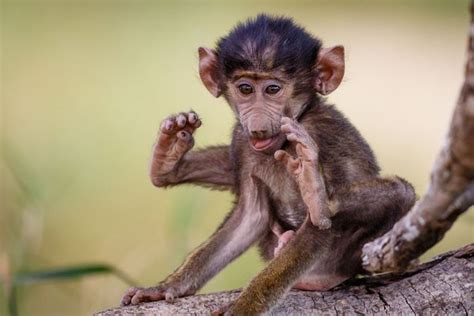 Super Cute Baby Baboon Looks Deep In Thought As He Takes Playtime Break