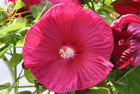 Hibiscus Luna Red Available At Warmbiers Garden Landscaping Hibiscus