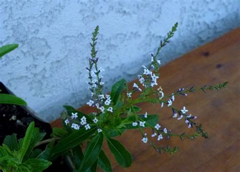 The broad collection of lemon verbena these lemon verbena herbs come in all varieties, considering a range of factors and requirements between individuals and groups of users. Image result for flowering lemon verbena...Lemon verbena ...