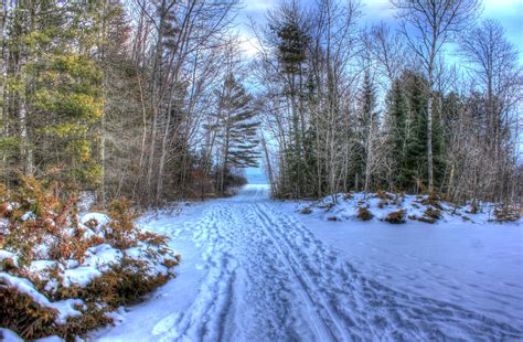 Into The Woods At Newport State Park Wisconsin Image Free Stock