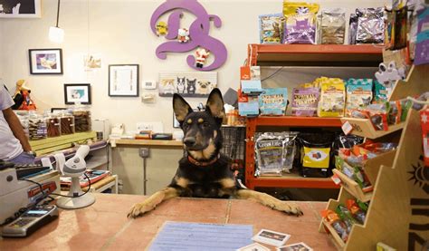 Cleaning Pet Stores An Overview Dog Product Shop