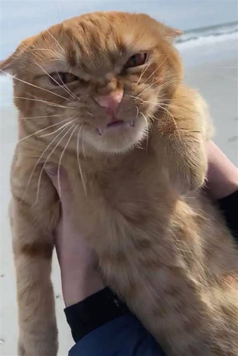 You Have To See This Cats Reaction To The Wind At The Beach Daily Paws