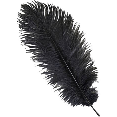 Ostrich Feather Png 10 Free Cliparts Download Images On Clipground 2024
