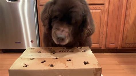 Hilarious Newfie Plays Dog Whack A Mole Youtube