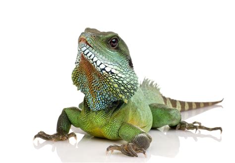 Green Iguanaiguana Iguana Isolated On White Khoirulpage
