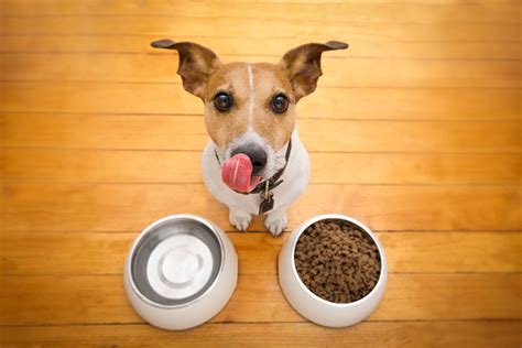 What will become of this strange new relationship between a woman and her human pet? Help! My Dog Eats Too Fast | Canna-Pet®