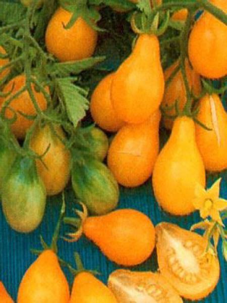 Tomate Cerise Jaune En Poire Solanum Lycopersicum Le Jardin Du Pic Vert