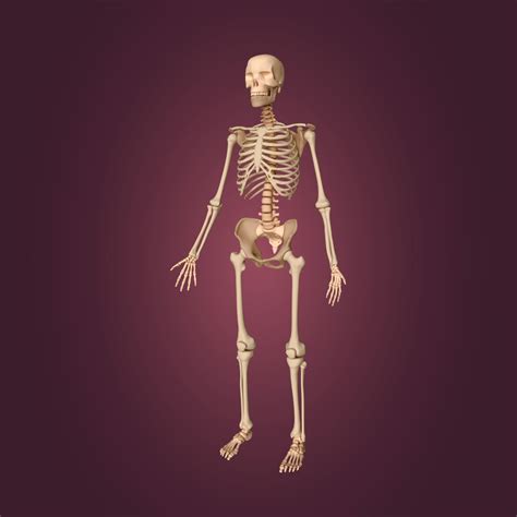 3d Human Skeleton Cgtrader
