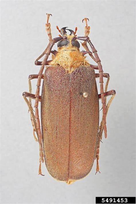 Prionid Beetle Acanthinodera Cumingii