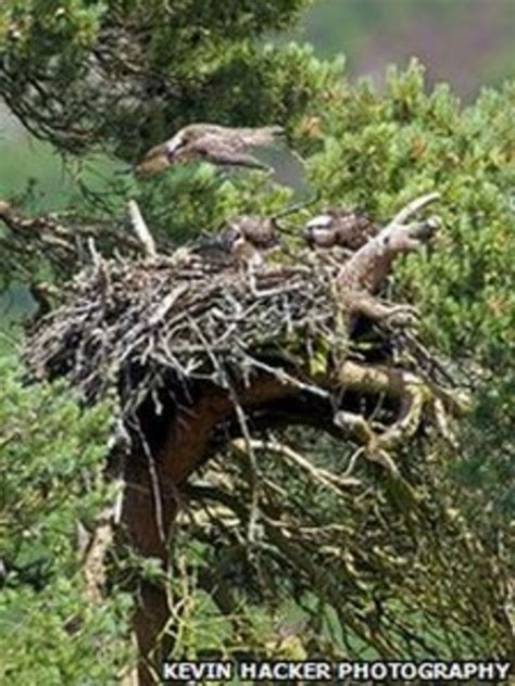 Missing Perthshire Osprey Confirmed Alive By Satellite Bbc News