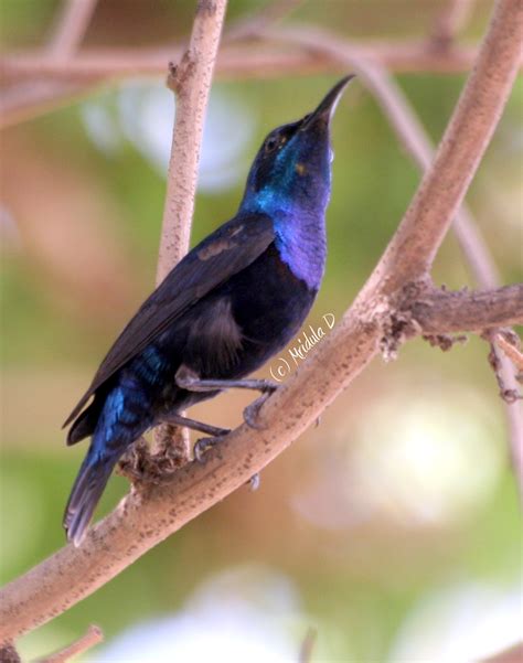 Purple Sunbird Finally A Decent Capture Travel Tales From India And