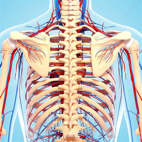 Conveniently manage back pain from the comfort of your home. Back anatomy, artwork - Stock Image - F006/0039 - Science ...
